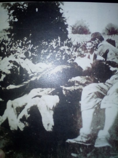 Sakupljanje ubijenih Srba u Prijedoru tokom Ilindanskog pokolja 1941. (Izvor: Vedrana Adamović, Godine stradanja 1941/42, Prijedor, 2018.)